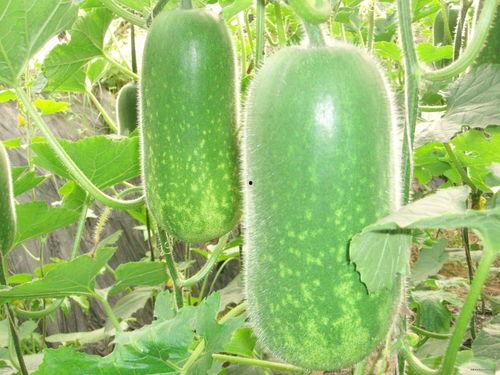 911 红领巾吃瓜爆料今日大瓜,今日大瓜事件全解析