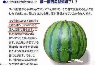 敲头吃瓜,揭秘网络热词背后的趣味与智慧