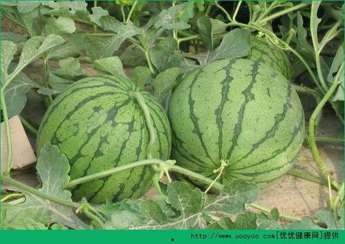 夏天吃鸡瓜好吗