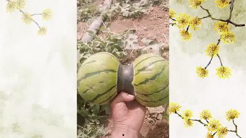 剪头和吃瓜,揭秘娱乐圈幕后故事