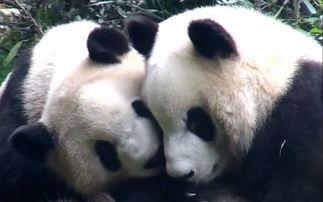 吃瓜熊猫壁纸,萌态可掬，瓜界新宠