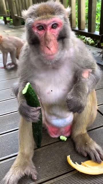 猴子吃瓜道具