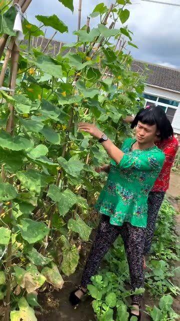 婶子吃瓜,揭秘娱乐圈背后的那些事儿