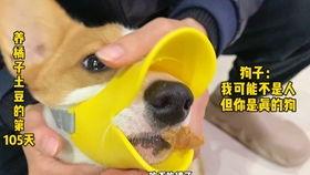 小熊猫吃瓜老虎,趣味横生上演生态奇观