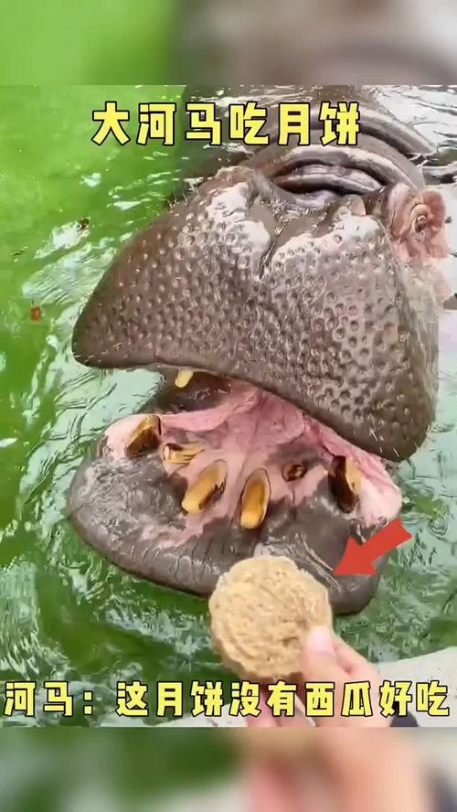 搞笑配音河马吃瓜