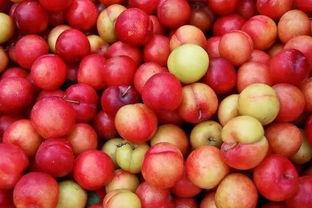 李子榆吃瓜,揭秘娱乐圈背后的故事